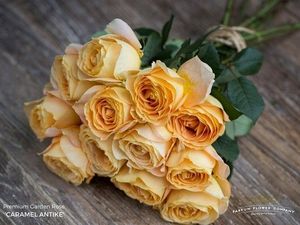 ROSE CARAMEL ANTIKE 50